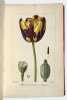 Herbier g&eacute;n&eacute;ral de l'amateur, contenant la description, l'histoire, les propri&eacute;t&eacute;s et la culture des v&eacute;g&eacute;taux utiles et agr&eacute;ables ; d&eacute;di&eacute; au Roi. . ...