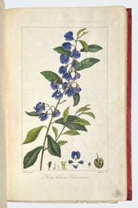Herbier général de l'amateur, contenant la description, l'histoire, les propriétés et la culture des végétaux utiles et agréables ; dédié au Roi. 
