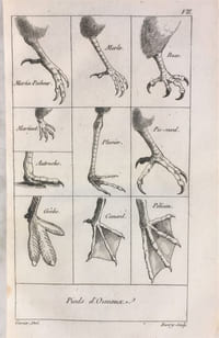 Tableau élémentaire de l'histoire naturelle des animaux.
