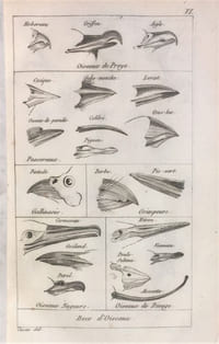 Tableau élémentaire de l'histoire naturelle des animaux.