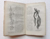 Le phylloxera de la vigne. Son organisation, ses moeurs. Choix de procédés de destruction.