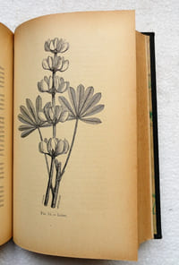 Des Plantes vénéneuses et des empoisonnements qu'elles déterminent.