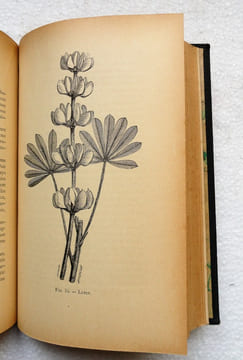 Des Plantes vénéneuses et des empoisonnements qu'elles déterminent.. CORNEVIN (Ch.)
