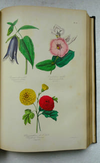 Botanique. Organographie et Taxonomie. Histoire naturelle des familles végétales et des principales espèces suivant la classification de M. Adrien de Jussieu.