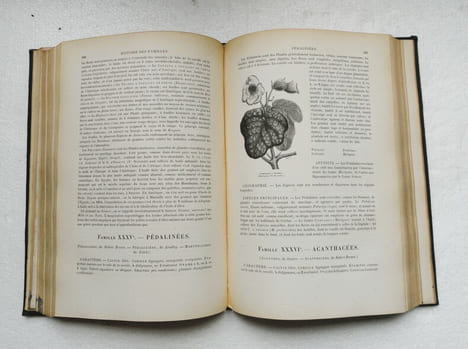 Botanique. Organographie et Taxonomie. Histoire naturelle des familles végétales et des principales espèces suivant la classification de M. Adrien de ...