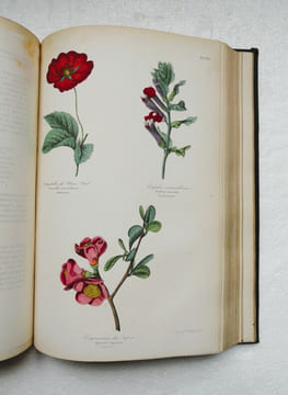 Botanique. Organographie et Taxonomie. Histoire naturelle des familles végétales et des principales espèces suivant la classification de M. Adrien de ...
