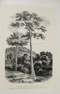 Botanique. Organographie et Taxonomie. Histoire naturelle des familles végétales et des principales espèces suivant la classification de M. Adrien de ...