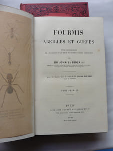 Fourmis abeilles et guêpes