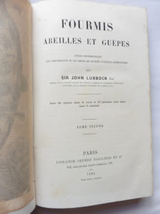Fourmis abeilles et guêpes