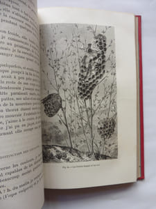 Fourmis abeilles et guêpes