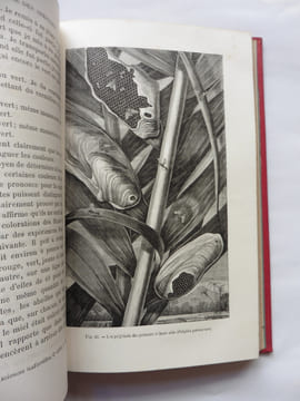 Fourmis abeilles et guêpes. Sir John LUBBOCK Bart