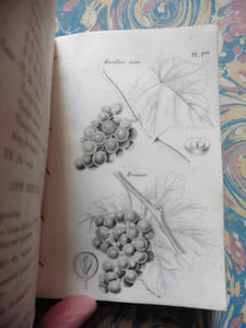 Nouveau manuel complet du vigneron français ou l'art de cultiver la vigne