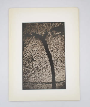 Flore urbaine. GRATIEN MARIN (Patrick)