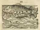 Fabularum liber, ad omnium poetarum lectionem miré necessarius & nunc denuo excusus. Ejusdem Poeticon astronomicon libri quatuor.. HYGINUS Caius ...